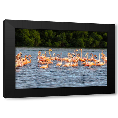 Caribbean-Trinidad-Caroni Swamp American greater flamingos in water  Black Modern Wood Framed Art Print with Double Matting by Jaynes Gallery