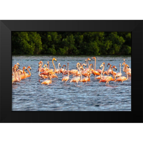 Caribbean-Trinidad-Caroni Swamp American greater flamingos in water  Black Modern Wood Framed Art Print by Jaynes Gallery