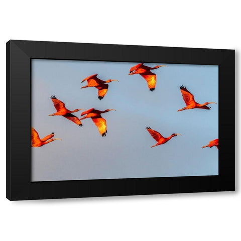 Caribbean-Trinidad-Caroni Swamp Scarlet ibis birds in flight  Black Modern Wood Framed Art Print by Jaynes Gallery