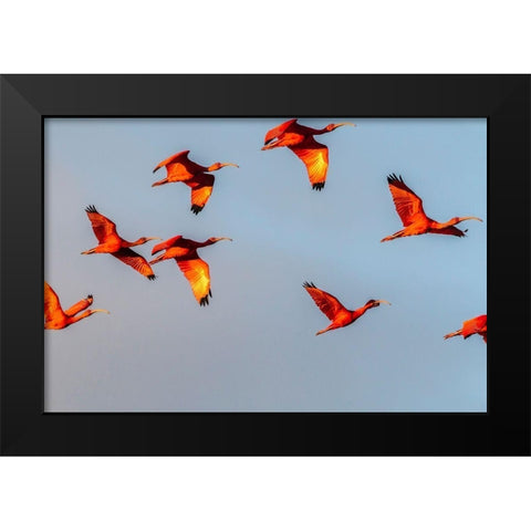 Caribbean-Trinidad-Caroni Swamp Scarlet ibis birds in flight  Black Modern Wood Framed Art Print by Jaynes Gallery
