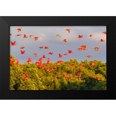 Caribbean-Trinidad-Caroni Swamp Scarlet ibis birds in flight  Black Modern Wood Framed Art Print by Jaynes Gallery