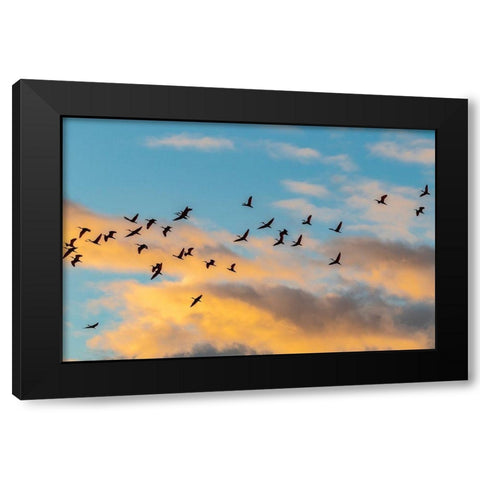 Caribbean-Trinidad-Caroni Swamp Scarlet ibis birds in flight at sunset  Black Modern Wood Framed Art Print with Double Matting by Jaynes Gallery