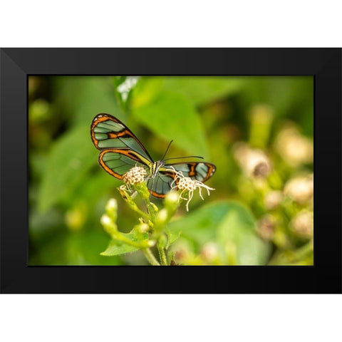 Caribbean-Trinidad-Asa Wright Nature Center Agnosia clearwing butterfly feeding  Black Modern Wood Framed Art Print by Jaynes Gallery