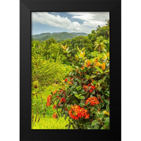 Caribbean-Trinidad Tropical jungle landscape with flowers  Black Modern Wood Framed Art Print by Jaynes Gallery