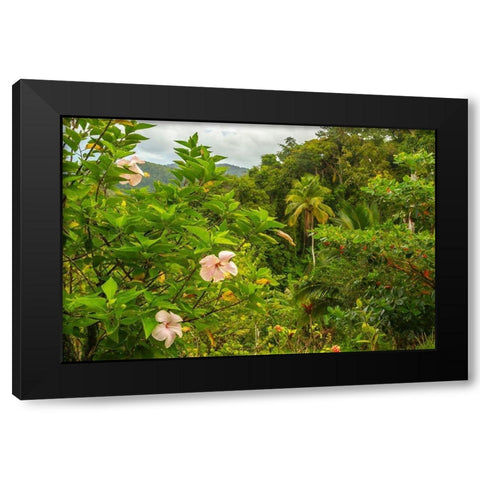 Caribbean-Trinidad Tropical jungle landscape with hibiscus flowers  Black Modern Wood Framed Art Print with Double Matting by Jaynes Gallery