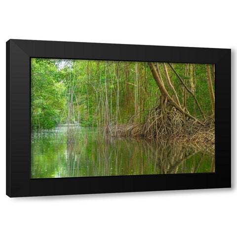 Caribbean-Trinidad Caroni Swamp scenic  Black Modern Wood Framed Art Print by Jaynes Gallery