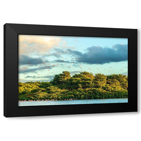 Caribbean-Trinidad-Caroni Swamp Scarlet ibis birds in flight and flamingos in water  Black Modern Wood Framed Art Print with Double Matting by Jaynes Gallery