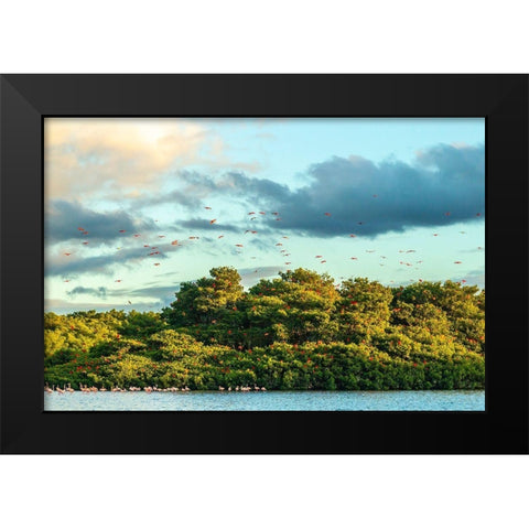 Caribbean-Trinidad-Caroni Swamp Scarlet ibis birds in flight and flamingos in water  Black Modern Wood Framed Art Print by Jaynes Gallery