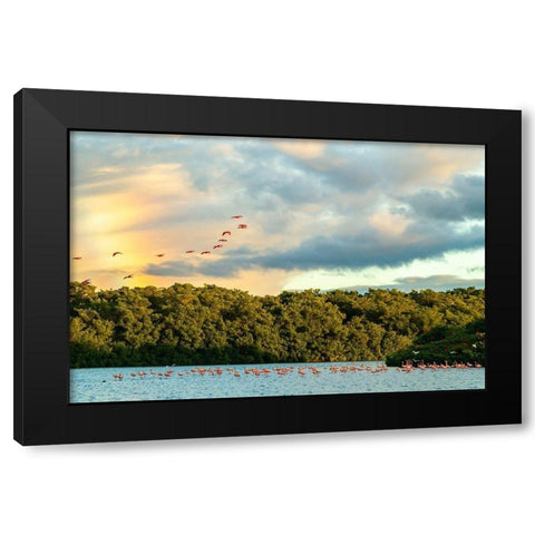 Caribbean-Trinidad-Caroni Swamp Scarlet ibis birds in flight and flamingos in water  Black Modern Wood Framed Art Print by Jaynes Gallery