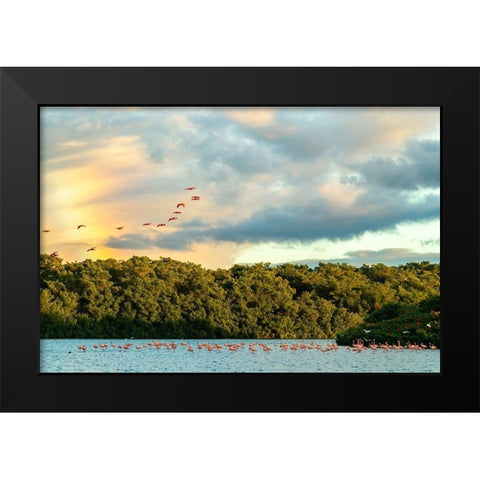 Caribbean-Trinidad-Caroni Swamp Scarlet ibis birds in flight and flamingos in water  Black Modern Wood Framed Art Print by Jaynes Gallery