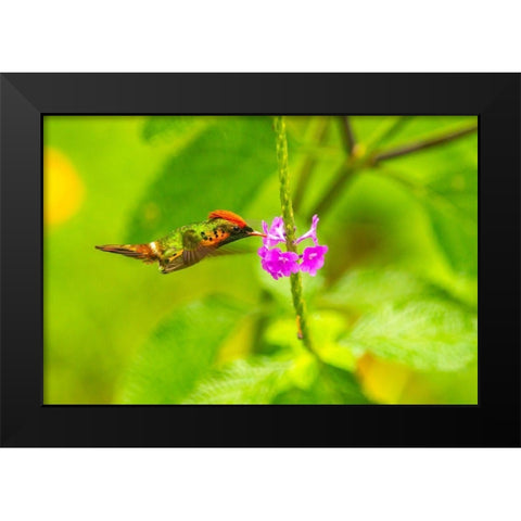 Caribbean-Trinidad-Asa Wright Nature Center Female tufted coquette hummingbird feeding  Black Modern Wood Framed Art Print by Jaynes Gallery