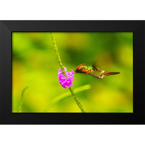 Caribbean-Trinidad-Asa Wright Nature Center Female tufted coquette hummingbird feeding  Black Modern Wood Framed Art Print by Jaynes Gallery
