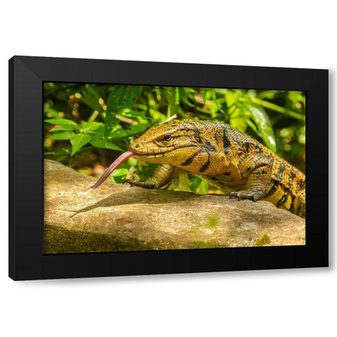 Caribbean-Trinidad-Asa Wright Nature Center Tegu lizard close-up  Black Modern Wood Framed Art Print with Double Matting by Jaynes Gallery
