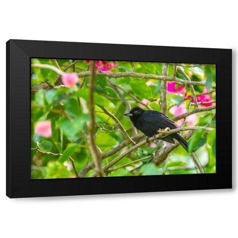 Caribbean-Trinidad-Asa Wright Nature Center Male white-lined tanager bird on limb  Black Modern Wood Framed Art Print with Double Matting by Jaynes Gallery