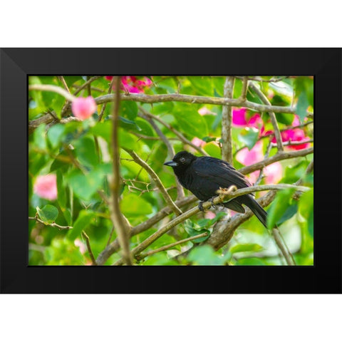 Caribbean-Trinidad-Asa Wright Nature Center Male white-lined tanager bird on limb  Black Modern Wood Framed Art Print by Jaynes Gallery
