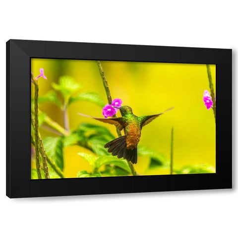 Caribbean-Trinidad-Asa Wright Nature Center Copper-rumped hummingbird feeding on vervine flower  Black Modern Wood Framed Art Print by Jaynes Gallery