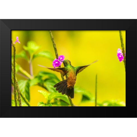 Caribbean-Trinidad-Asa Wright Nature Center Copper-rumped hummingbird feeding on vervine flower  Black Modern Wood Framed Art Print by Jaynes Gallery