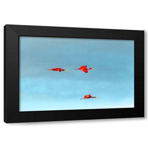 Caribbean-Trinidad-Caroni Swamp Scarlet ibis birds in flight  Black Modern Wood Framed Art Print with Double Matting by Jaynes Gallery