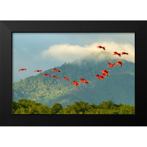 Caribbean-Trinidad-Caroni Swamp Scarlet ibis birds in flight  Black Modern Wood Framed Art Print by Jaynes Gallery