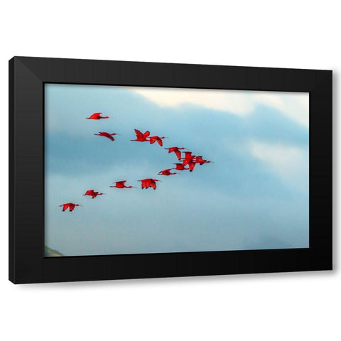 Caribbean-Trinidad-Caroni Swamp Scarlet ibis birds in flight  Black Modern Wood Framed Art Print by Jaynes Gallery