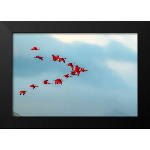 Caribbean-Trinidad-Caroni Swamp Scarlet ibis birds in flight  Black Modern Wood Framed Art Print by Jaynes Gallery