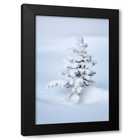 Canada-Alberta-Jasper National Park-Tiny-snow-covered fir tree Black Modern Wood Framed Art Print with Double Matting by Collins, Ann