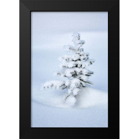 Canada-Alberta-Jasper National Park-Tiny-snow-covered fir tree Black Modern Wood Framed Art Print by Collins, Ann