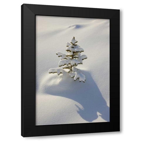 Canada, Jasper NP A young tree covered with snow Black Modern Wood Framed Art Print by Grall, Don