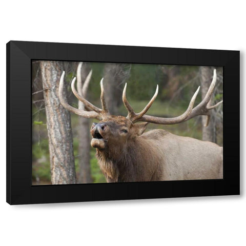 Canada, Alberta, Jasper NP Bull elk bugling Black Modern Wood Framed Art Print with Double Matting by Paulson, Don