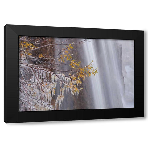 Canada, Jasper NP Ice on tree at Tangle Falls Black Modern Wood Framed Art Print with Double Matting by Paulson, Don
