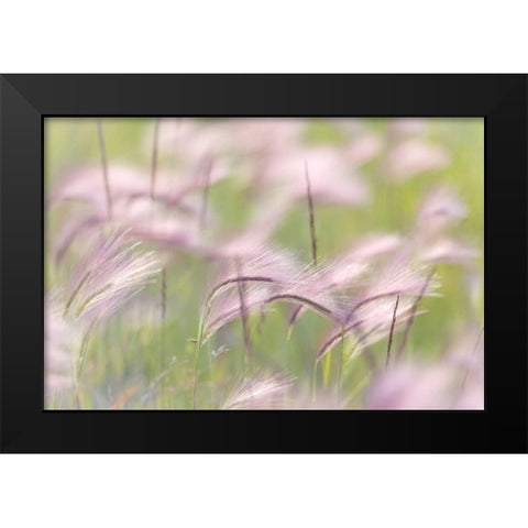 Canada, Alberta Grass seedheads in the wind Black Modern Wood Framed Art Print by Paulson, Don