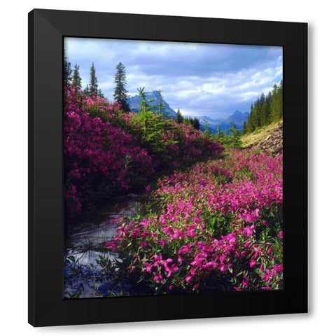 Wildflowers in Banff NP Alberta, Canada Black Modern Wood Framed Art Print with Double Matting by Talbot Frank, Christopher