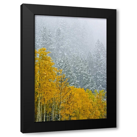 Canada, Banff NP Snow in mountain forest Black Modern Wood Framed Art Print by Grandmaison, Mike