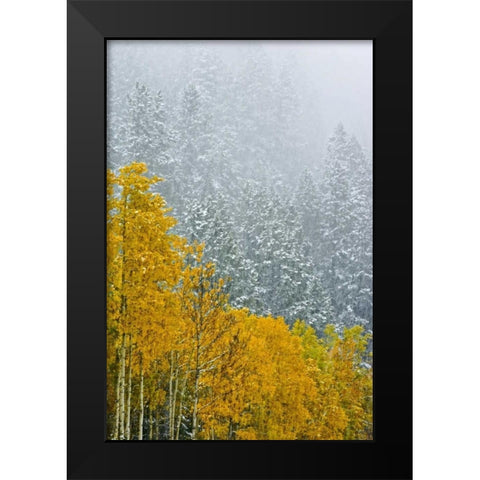 Canada, Banff NP Snow in mountain forest Black Modern Wood Framed Art Print by Grandmaison, Mike