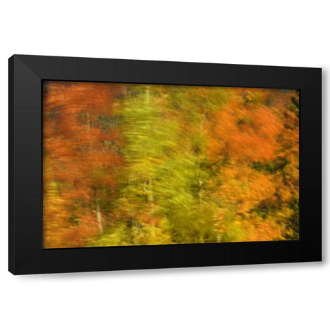 Canada, Alberta, Banff NP Wind-blown poplars Black Modern Wood Framed Art Print by Grandmaison, Mike