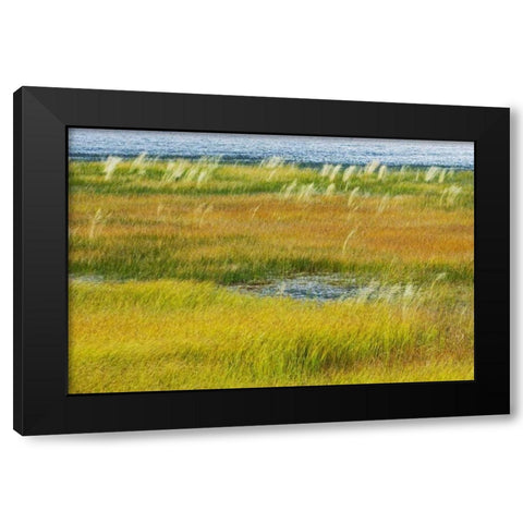 Canada, Alberta, Jasper NP Grasses in a wetland Black Modern Wood Framed Art Print by Grandmaison, Mike