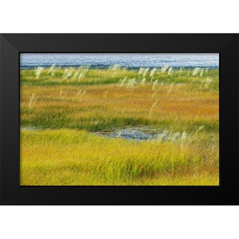 Canada, Alberta, Jasper NP Grasses in a wetland Black Modern Wood Framed Art Print by Grandmaison, Mike