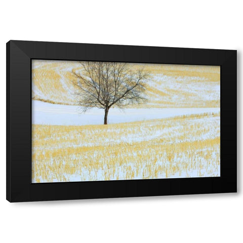 Canada, Alberta Lone tree in snowy field Black Modern Wood Framed Art Print by Grandmaison, Mike