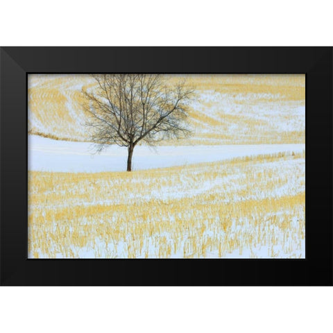 Canada, Alberta Lone tree in snowy field Black Modern Wood Framed Art Print by Grandmaison, Mike