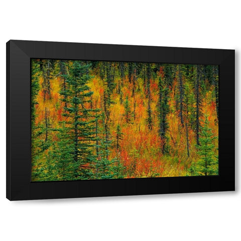 Canada, Alberta Autumn in a meadow Black Modern Wood Framed Art Print by Grandmaison, Mike