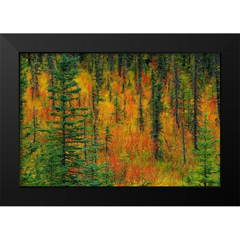 Canada, Alberta Autumn in a meadow Black Modern Wood Framed Art Print by Grandmaison, Mike