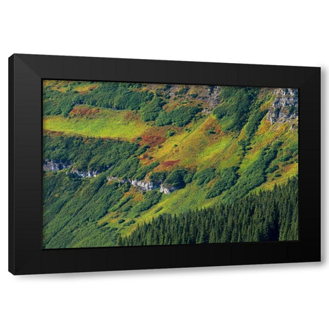 Canada, Waterton Lakes NP Alpine vegetation Black Modern Wood Framed Art Print by Grandmaison, Mike