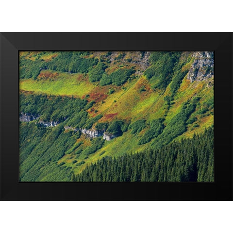 Canada, Waterton Lakes NP Alpine vegetation Black Modern Wood Framed Art Print by Grandmaison, Mike