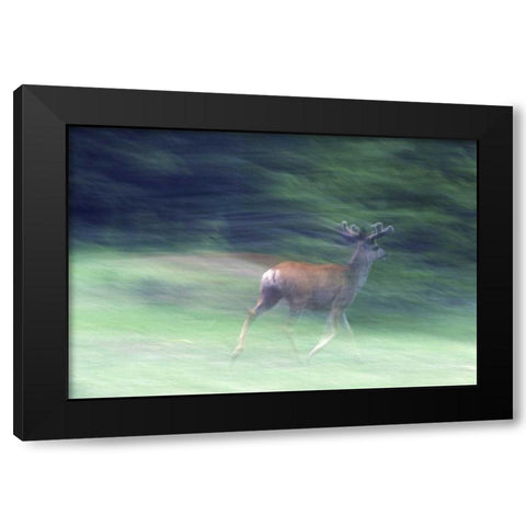 Canada, Alberta, Jasper NP Mule deer running Black Modern Wood Framed Art Print with Double Matting by Delisle, Gilles