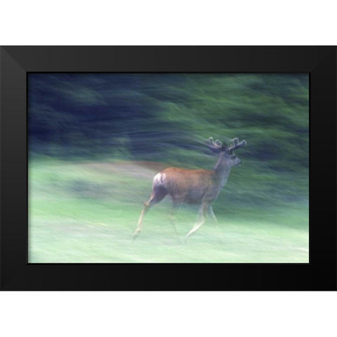 Canada, Alberta, Jasper NP Mule deer running Black Modern Wood Framed Art Print by Delisle, Gilles