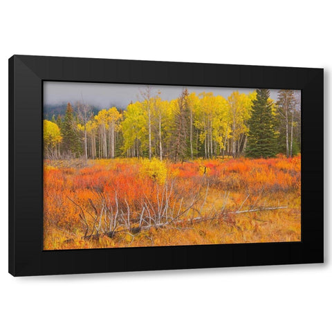Canada-Alberta-Banff National Park Bow Valley in autumn colors Black Modern Wood Framed Art Print with Double Matting by Jaynes Gallery