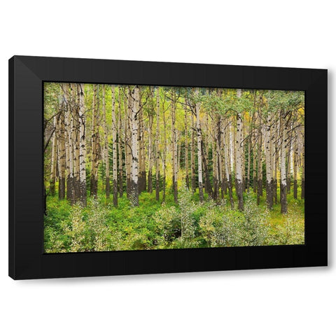 Canada-Alberta-Banff National Park Trembling aspen tree forest Black Modern Wood Framed Art Print by Jaynes Gallery