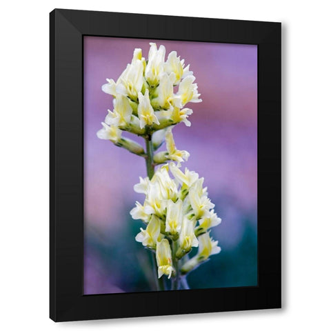 Canada-Alberta-Jasper National Park White and yellow locoweed blossoms Black Modern Wood Framed Art Print by Jaynes Gallery