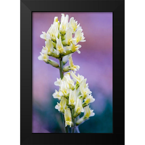 Canada-Alberta-Jasper National Park White and yellow locoweed blossoms Black Modern Wood Framed Art Print by Jaynes Gallery