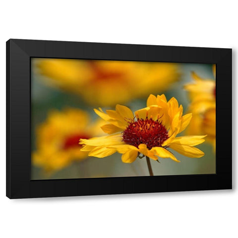 Canada-Alberta-Jasper National Park Brown-eyed Susan flower close-up Black Modern Wood Framed Art Print by Jaynes Gallery